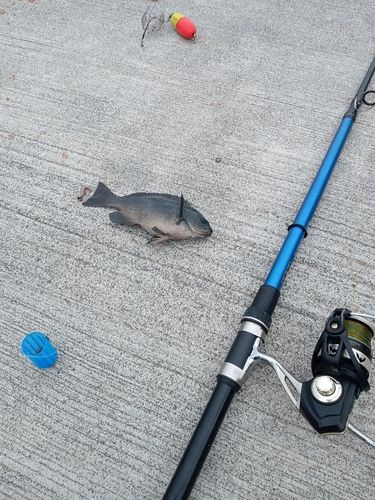 釣果