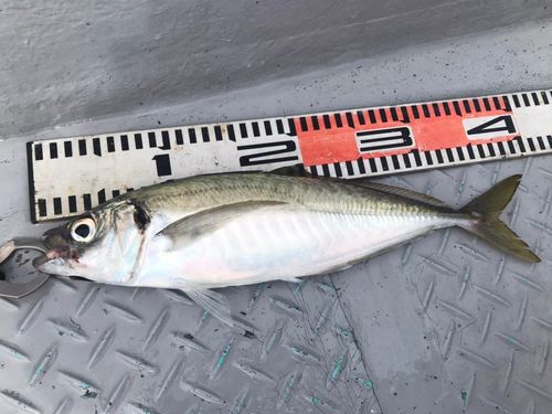 マルアジの釣果
