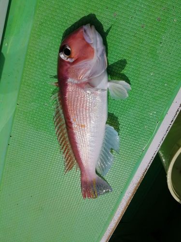 アカアマダイ