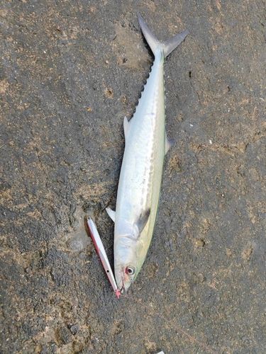 サゴシの釣果