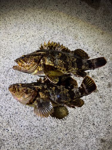 ベッコウゾイの釣果