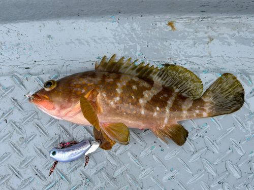 キジハタの釣果