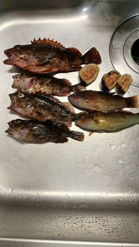 カサゴの釣果
