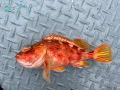 アヤメカサゴの釣果