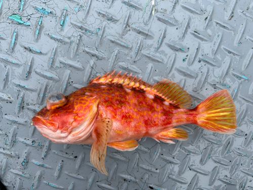 アヤメカサゴの釣果