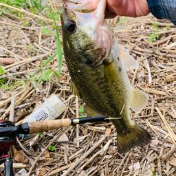 ラージマウスバス