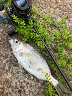 クロサギの釣果