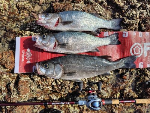 ヒラスズキの釣果