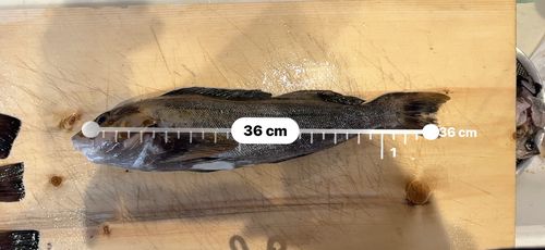 アイナメの釣果