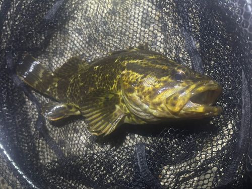 タケノコメバル