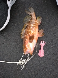 キジハタの釣果