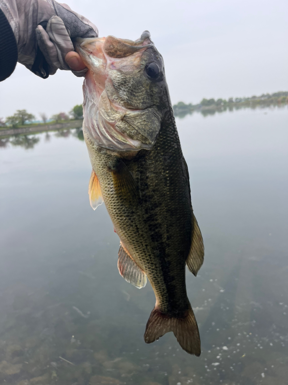 DAIWA 23ハートランド 702UL+FS-ST23の最安値・インプレ・釣果 DAIWA 23ハートランド 702UL+FS-ST23の最安値・インプレ・釣果