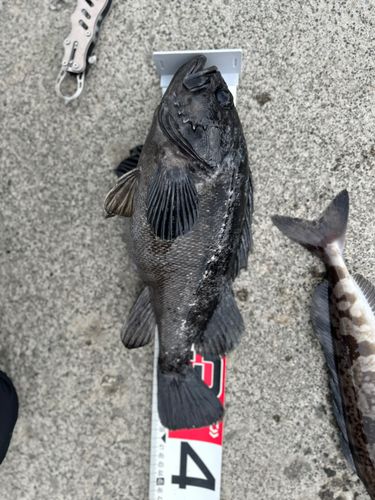 クロソイの釣果