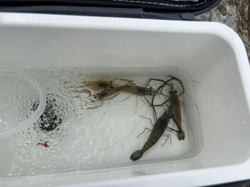 テナガエビの釣果