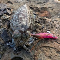 マツバイカ