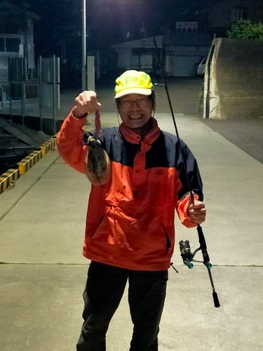 コウイカの釣果