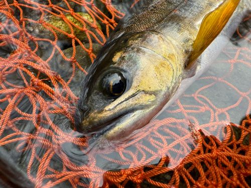 アマゴの釣果