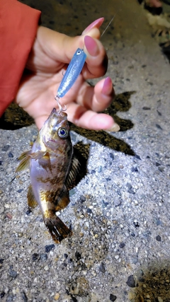 シロメバルの釣果
