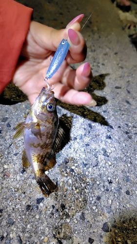 シロメバルの釣果