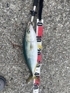 ハマチの釣果
