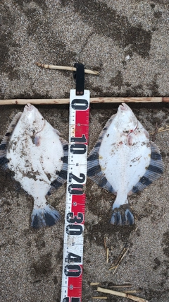 カワガレイの釣果