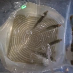 アジ