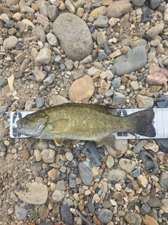 スモールマウスバスの釣果