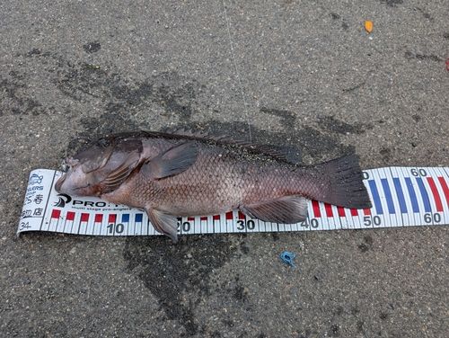 コブダイの釣果
