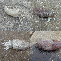 コウイカの釣果