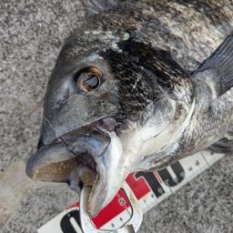 クロダイ