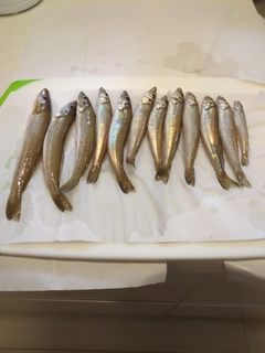 シロギスの釣果