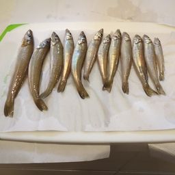 シロギス