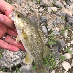 スモールマウスバス