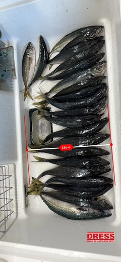 アジの釣果