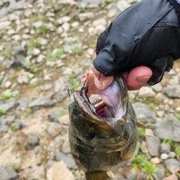 スモールマウスバス