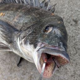 クロダイ