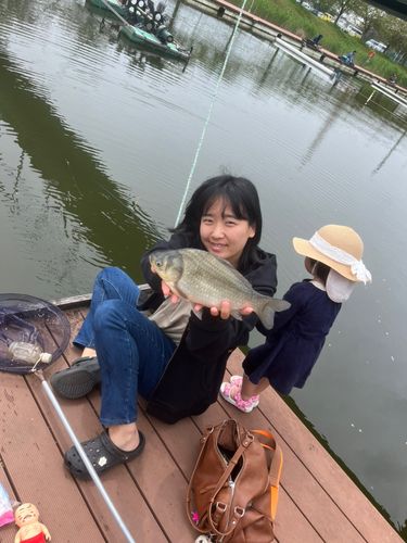 ヘラブナの釣果