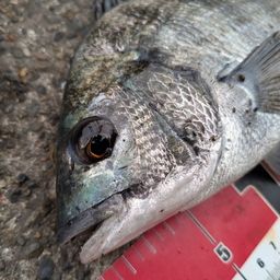 クロダイ