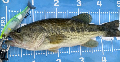 ラージマウスバスの釣果