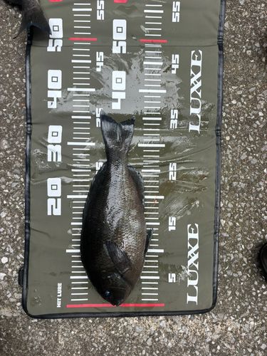 メジナの釣果