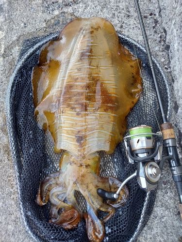 アオリイカの釣果