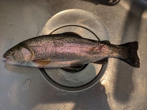 ニジマスの釣果