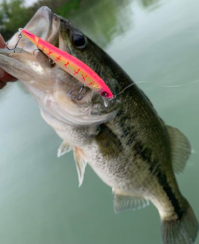 ラージマウスバスの釣果