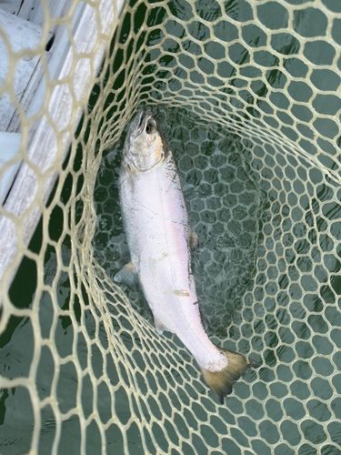 サクラマスの釣果