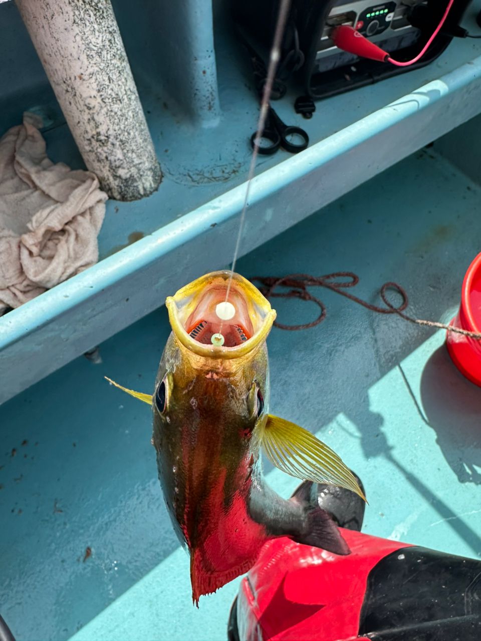 生田 @愛知さんの釣果 3枚目の画像