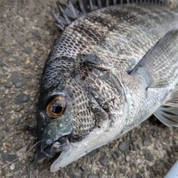 クロダイ