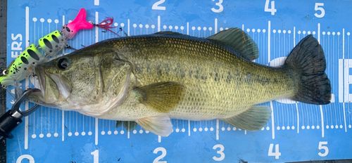 ラージマウスバスの釣果