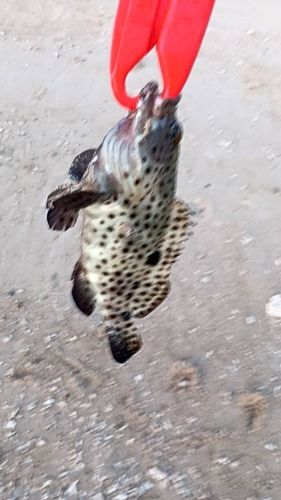 マダラハタの釣果