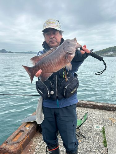 カンダイの釣果