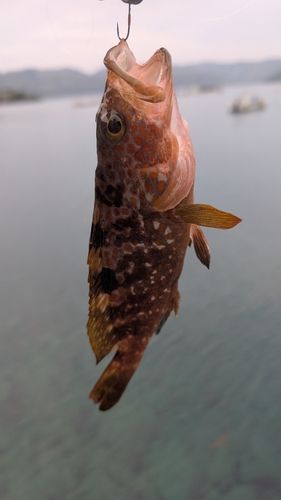 キジハタ